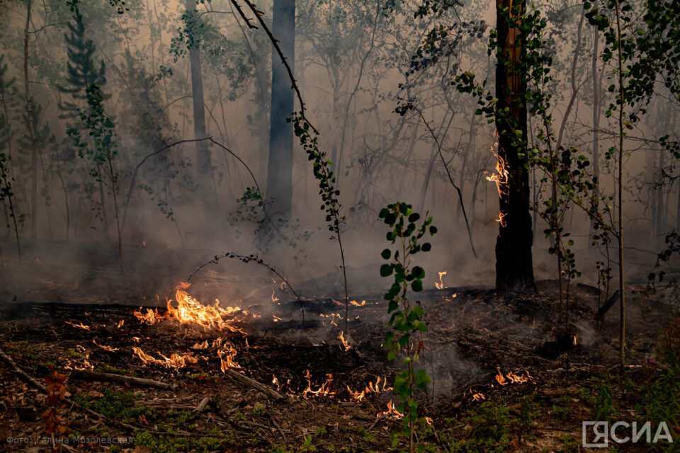 Количество лесных пожаров увеличилось до пяти в Якутии