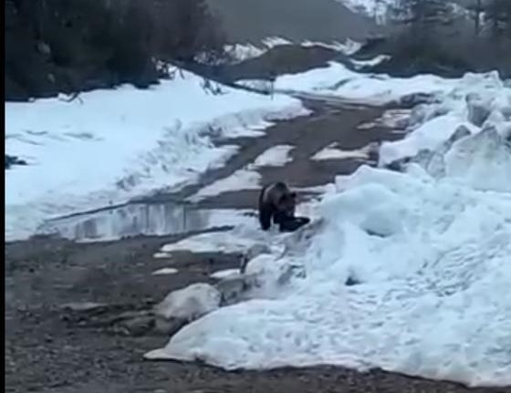 Уголовное дело возбудили в Якутии после видео с подрывом медведя