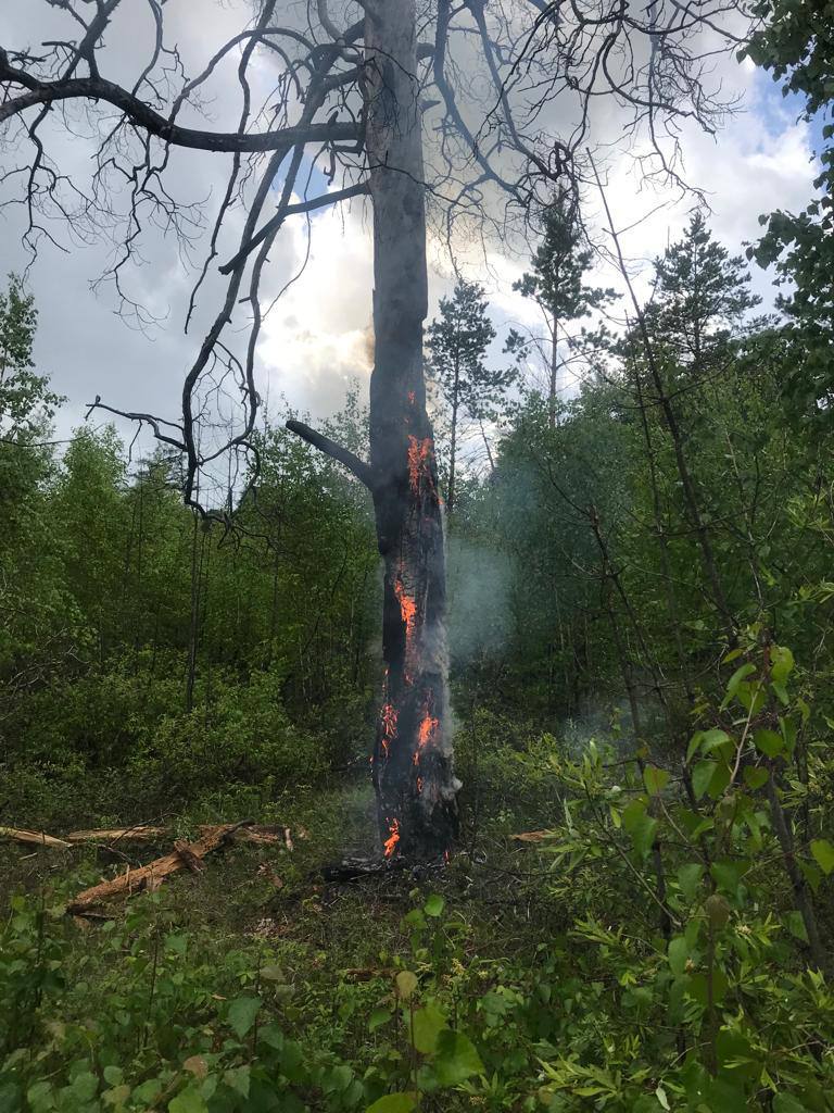 В Амгинском районе предотвратили лесной пожар, спровоцированный ударом молнии