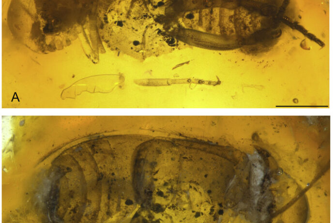В янтаре возрастом 95 млн лет нашли жука и назвали Якутией