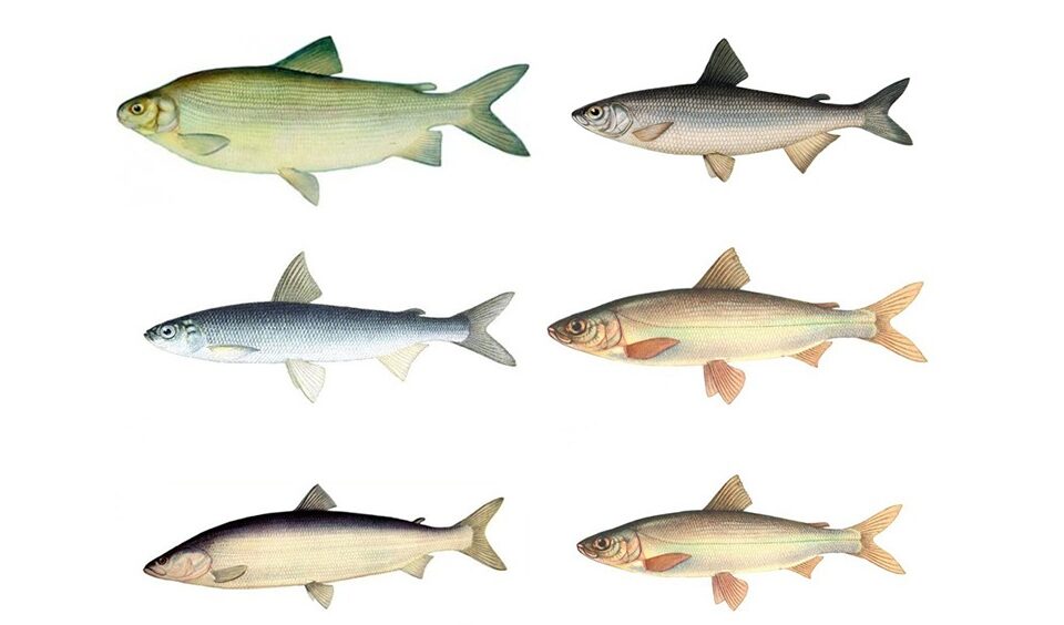 Рыба в реках Якутии: виды, сезон, особенности