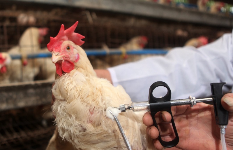 В Россельхознадзоре предупредили об опасности заноса гриппа птиц в Якутию