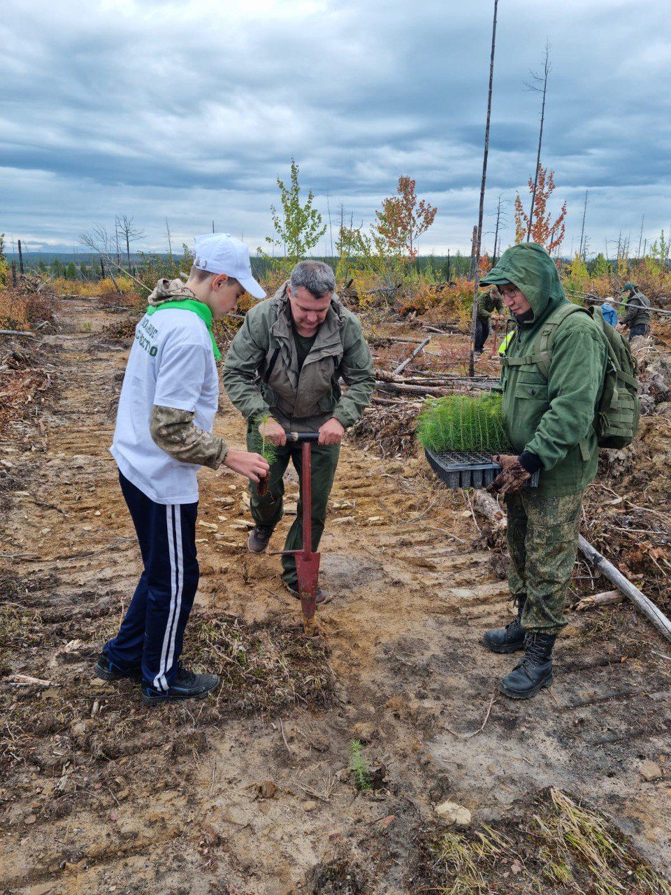 На участке Нерюнгринского района, где ранее прошли лесные пожары, высадили три тысячи саженцев сосны