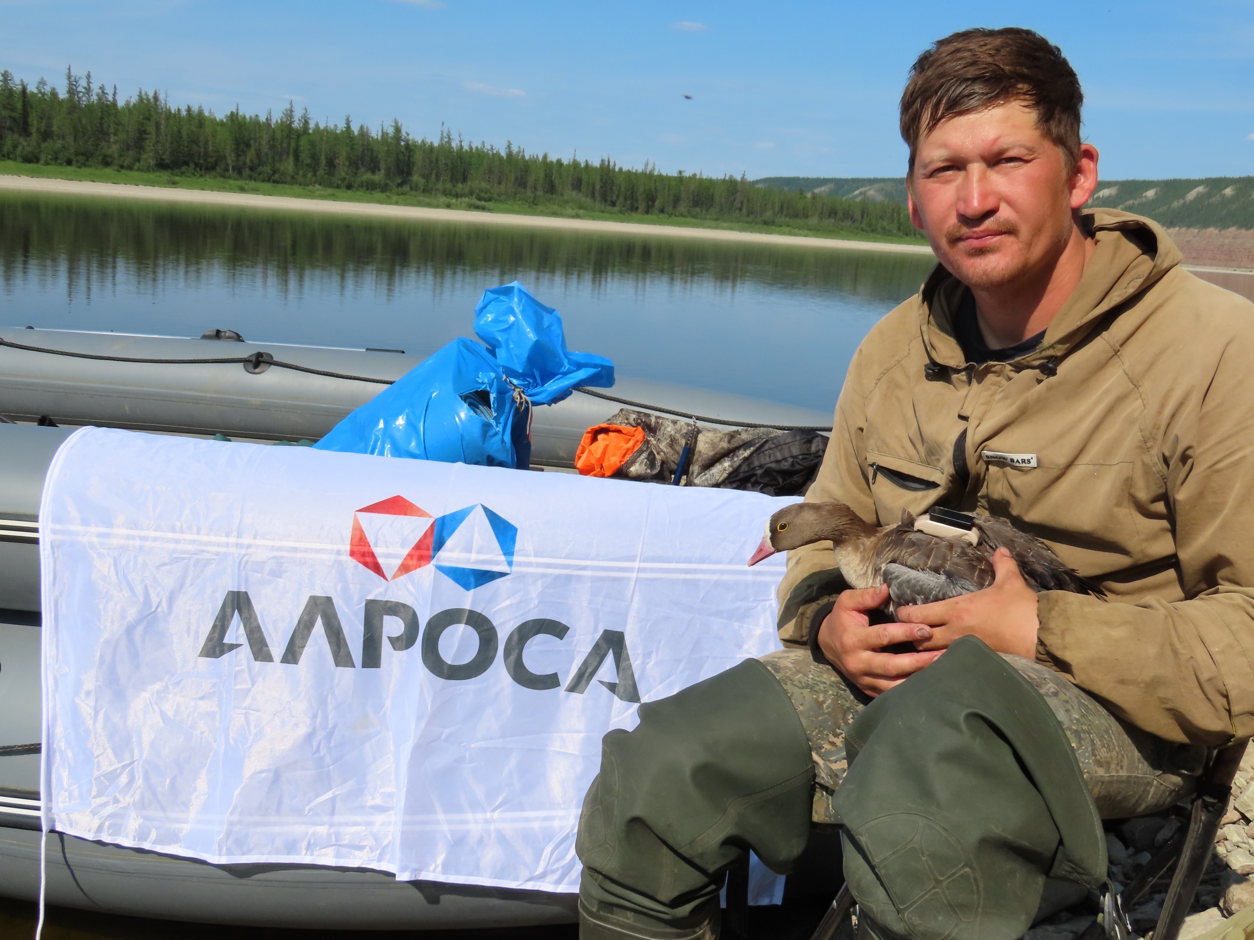 Мониторинг популяции гуся пискульки провели в Якутии при поддержке АЛРОСА