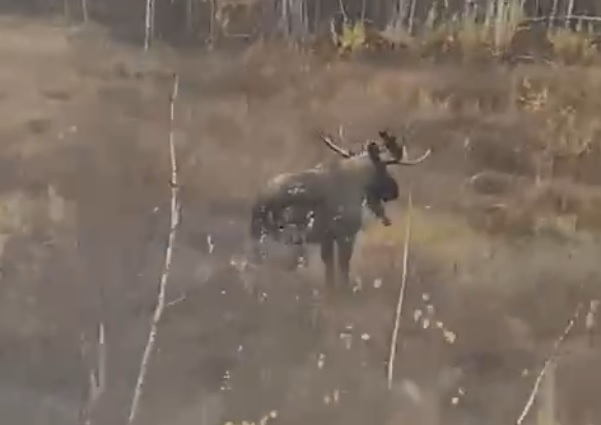 Двух лосей засняли на видео в Якутии