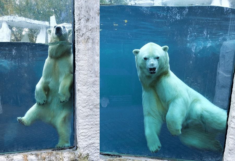 В Хабаровском зоосаде отметили первый год проживания якутского медвежонка Алмаза