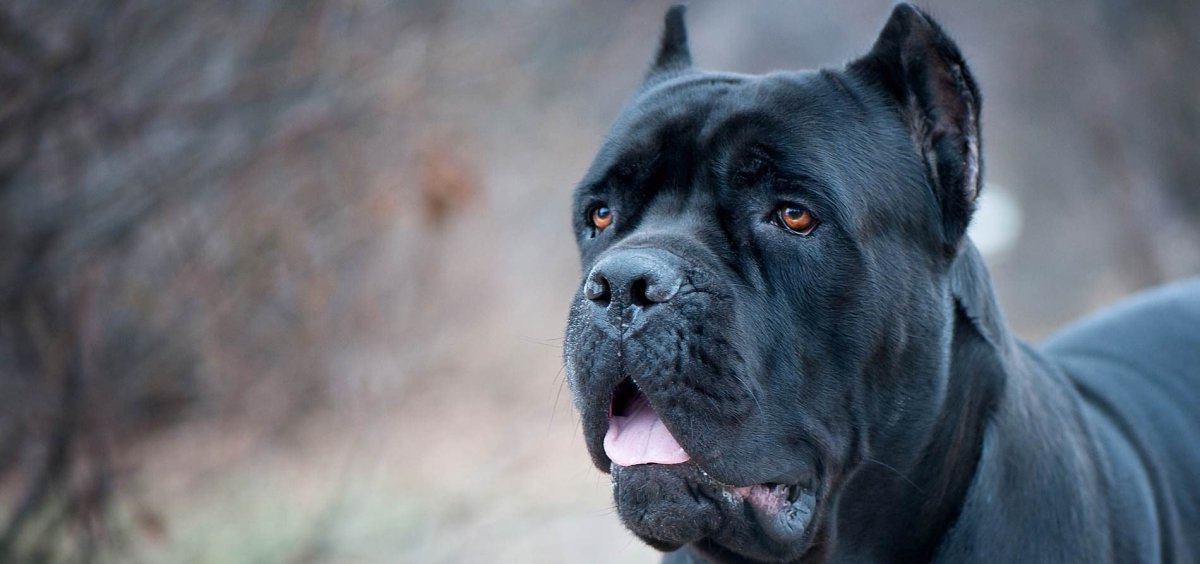 В Якутии у домашних собак выявили инфекцию, передающуюся людям
