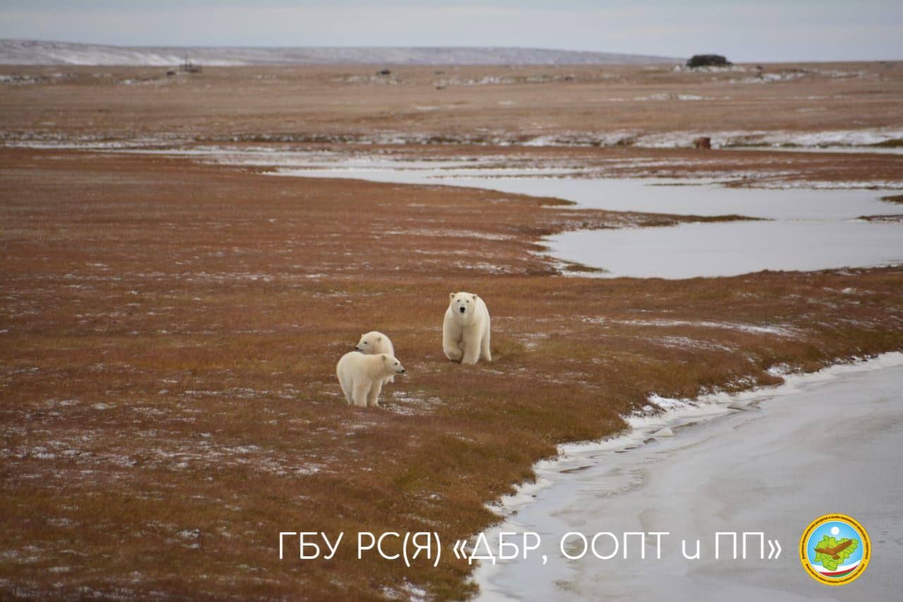 Белую медведицу с двумя медвежатами обнаружили во время мониторинга в  Якутии — ЯСИА