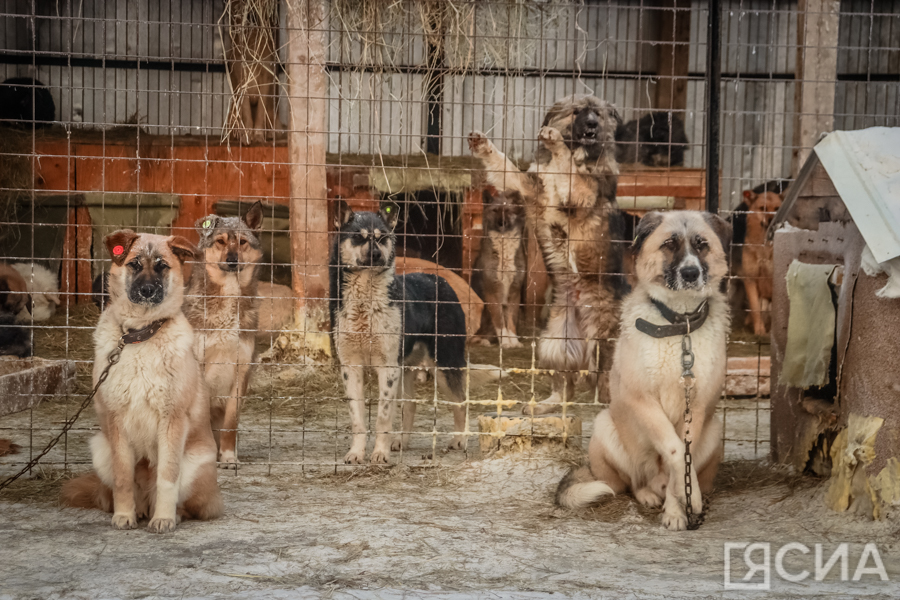 В приюте Якутска запретили приём собак от горожан из-за бруцеллеза