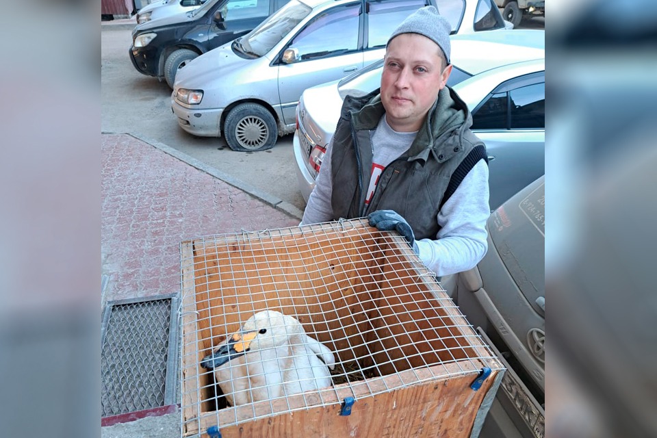 Житель Нюрбинского района спас раненого лебедя