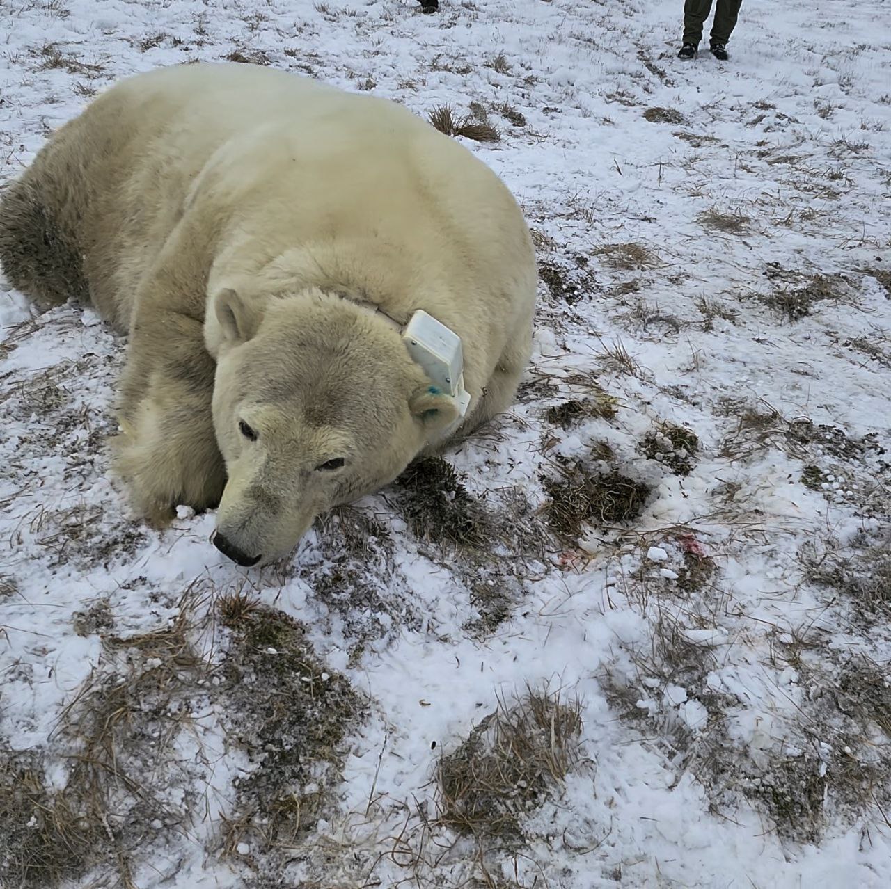 В Якутии ученые начали наблюдение за белой медведицей