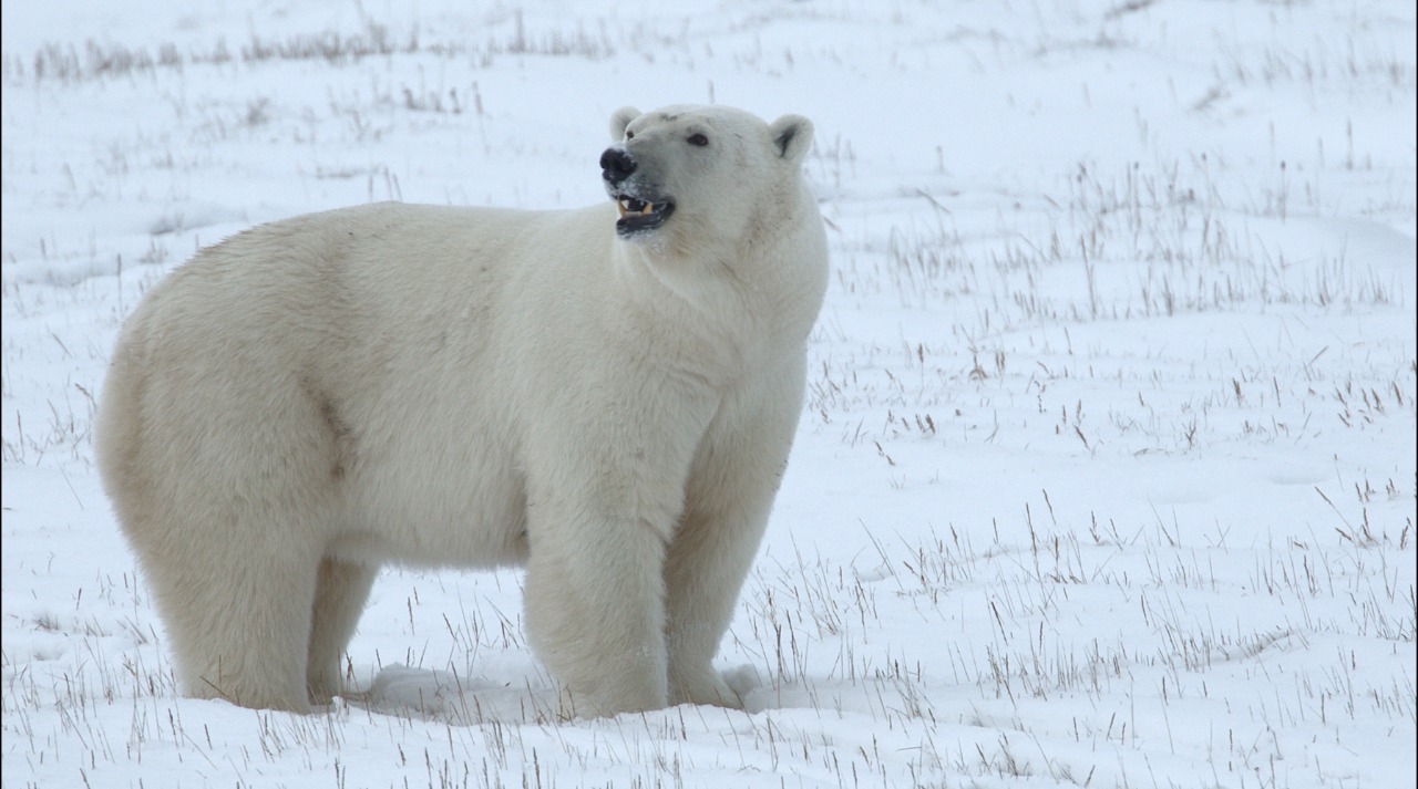 Эксперт заявил, что на севере Якутии может сформироваться гибрид белого и бурого медведя