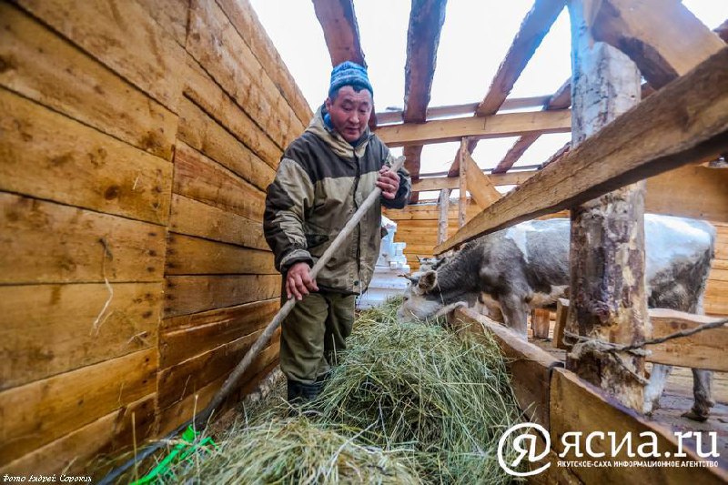 В Якутии минимизировали завоз сена из соседних регионов