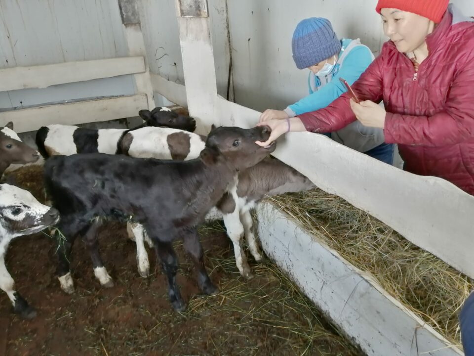 Фермер Акулина Львова: «Поголовье скота не должно уменьшаться»