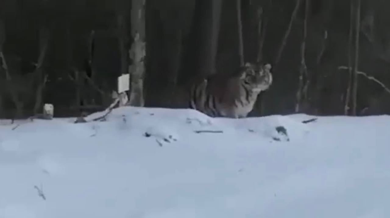 Амурский тигр в Якутии: видео с животным прокомментировали в Минэкологии