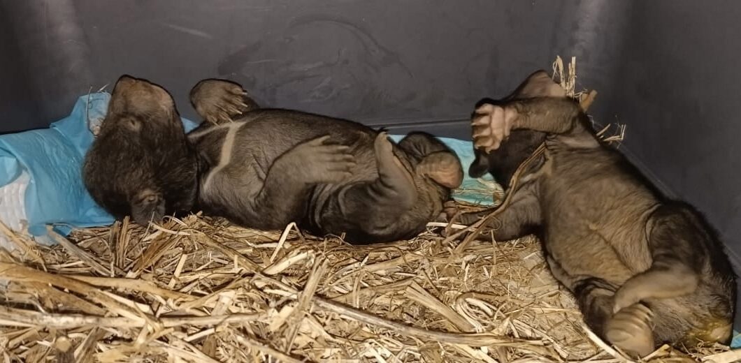 Пятерых брошенных новорождённых гималайских медвежат пытаются выходить во Владивостоке