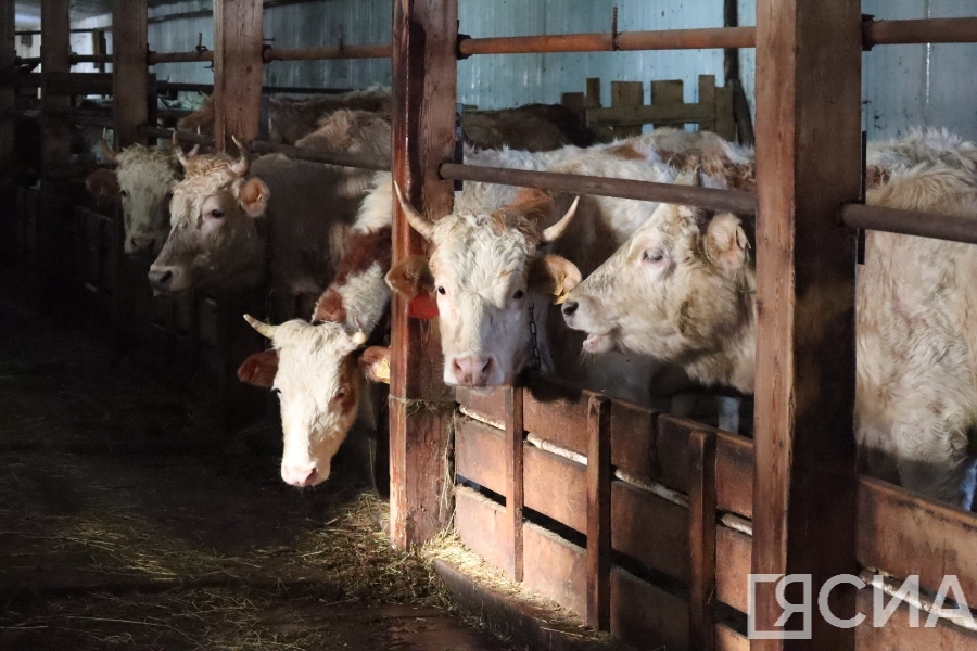 В Якутии не планируют завозить грубые корма из других регионов для зимовки скота и лошадей
