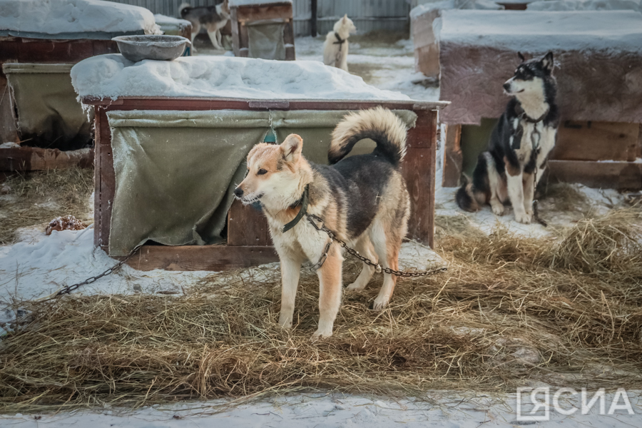 Парламентарии Якутии поддержали законопроект о безнадзорных животных