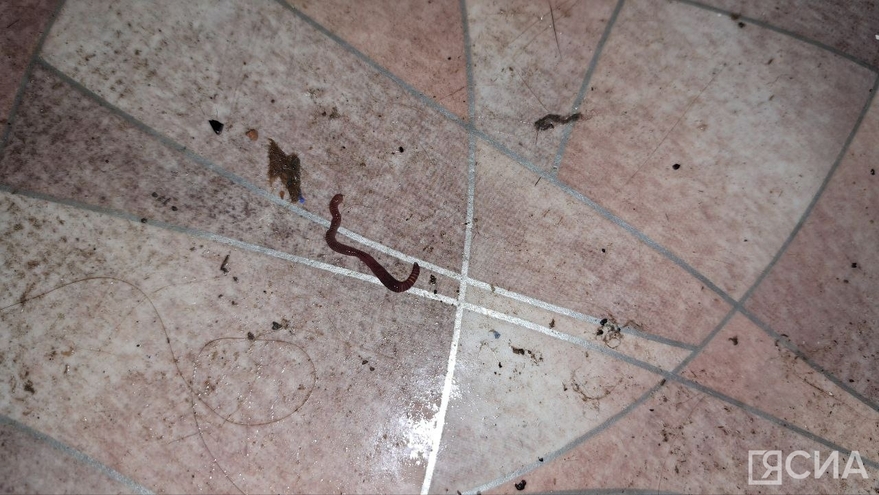 От высокой влажности в квартире под ковром завелись черви.