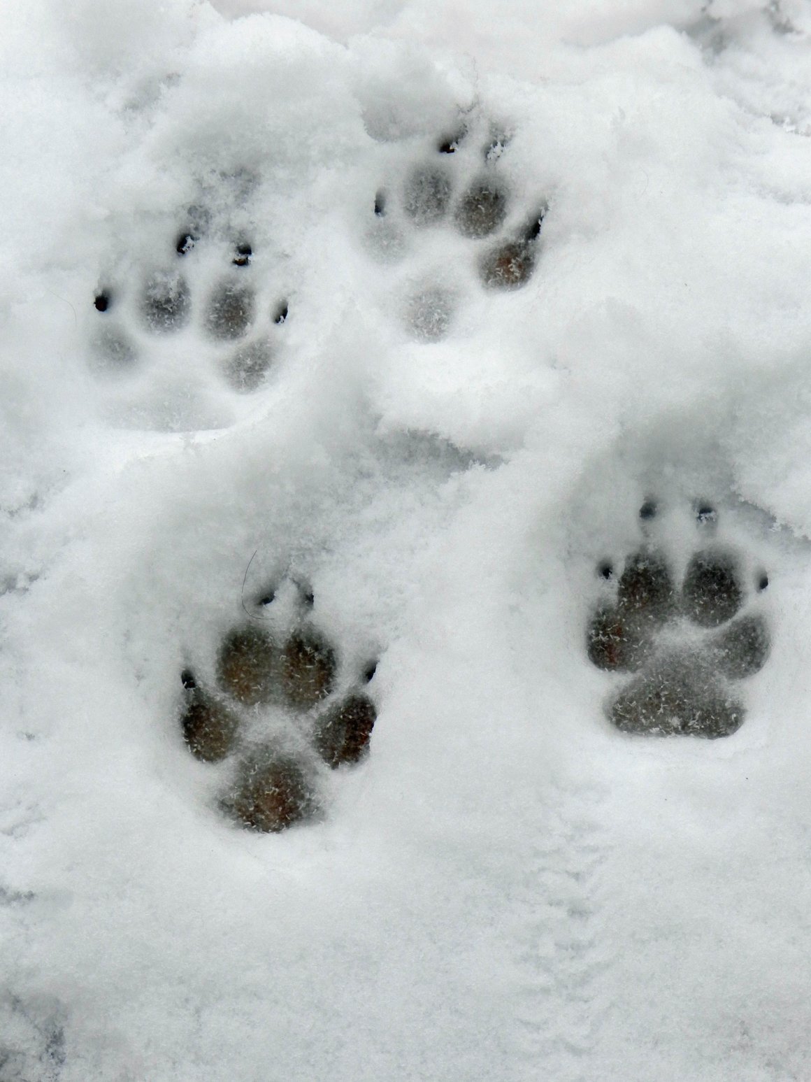 Тест: угадай животное по его следу на снегу | 03.03.2023 | Якутск -  БезФормата