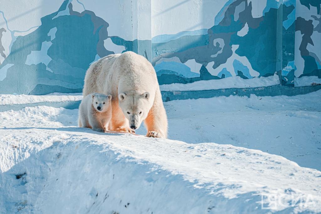 В якутском зоопарке ожидают, что белые медвежата выйдут в уличный вольер в конце марта