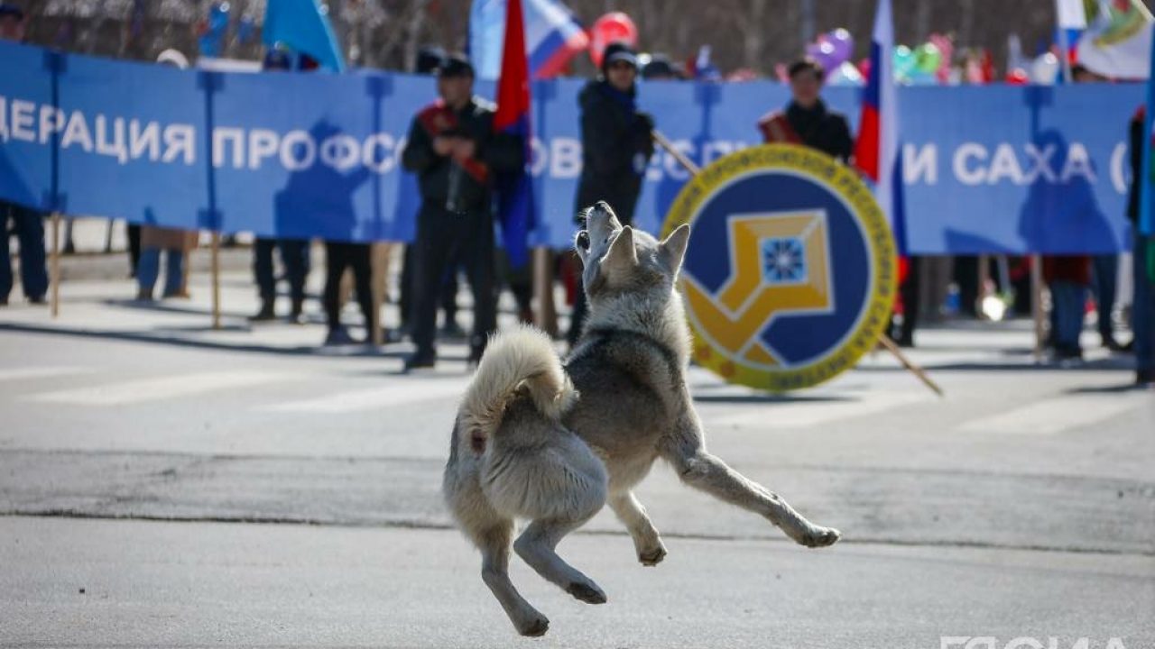 Кинологи рассказали, как собаки понимают жесты — ЯСИА