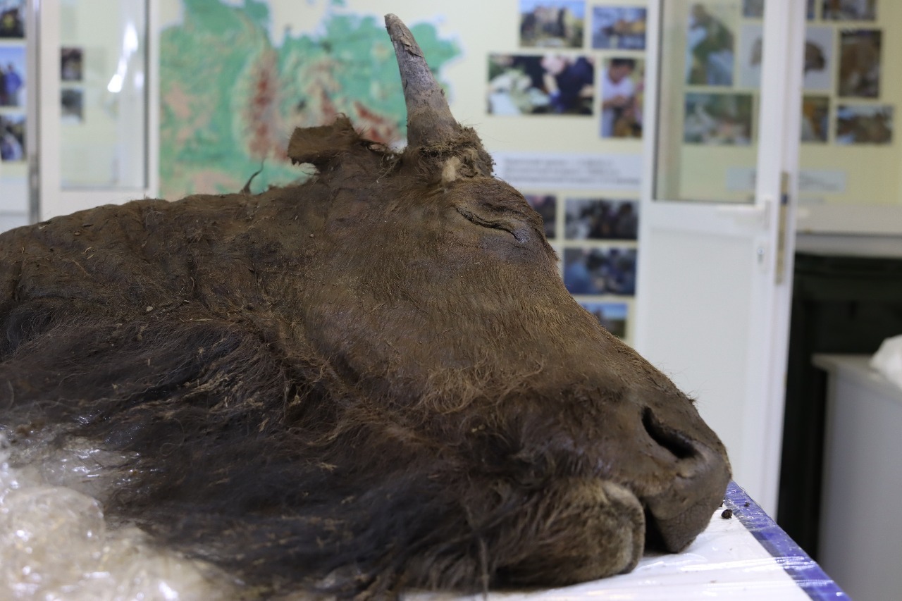 Another prehistoric animal intact in the ice: a 9,000-year-old bison  undergoing autopsy in Siberia - photos -