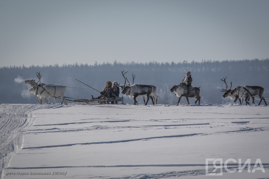 Международный чемпионат по традиционному оленеводству состоится в Якутии