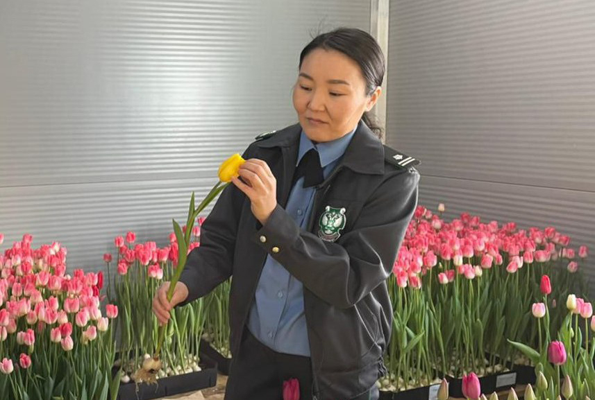 В Якутии инспекторы Россельхознадзора обследовали теплицу для выращивания тюльпанов