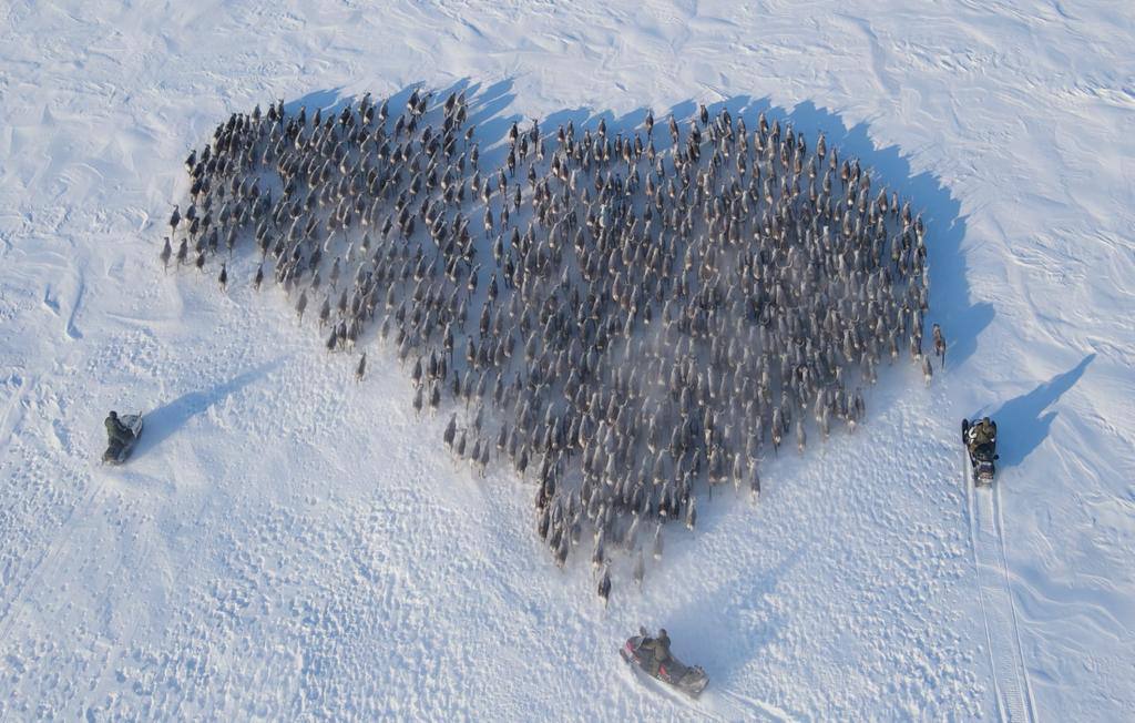 «Это очень романтично»: в Якутии оленевод поздравил жену с 8 Марта, выстроив оленей в форме сердца