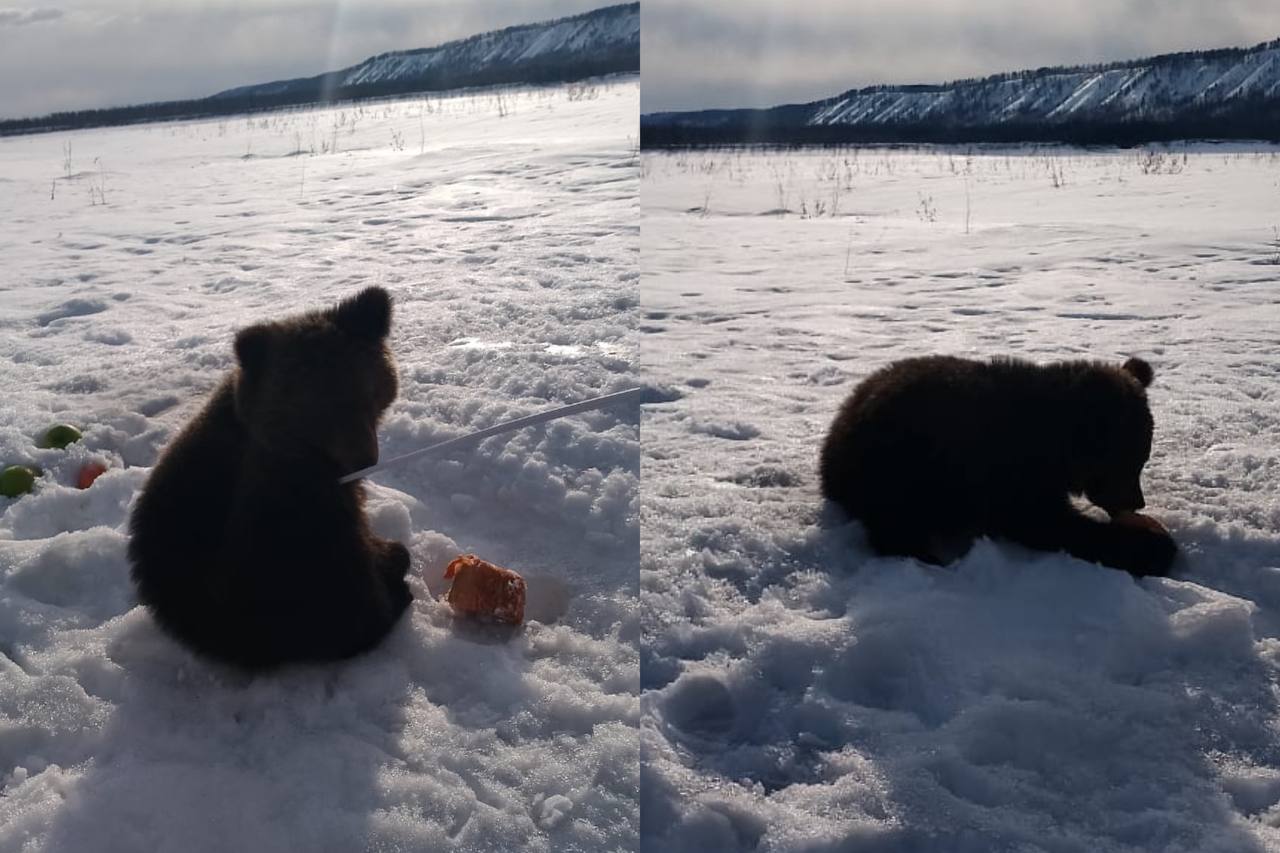 Одинокого медвежонка обнаружили на обочине дороги в Томпонском улусе Якутии. Фото и видео