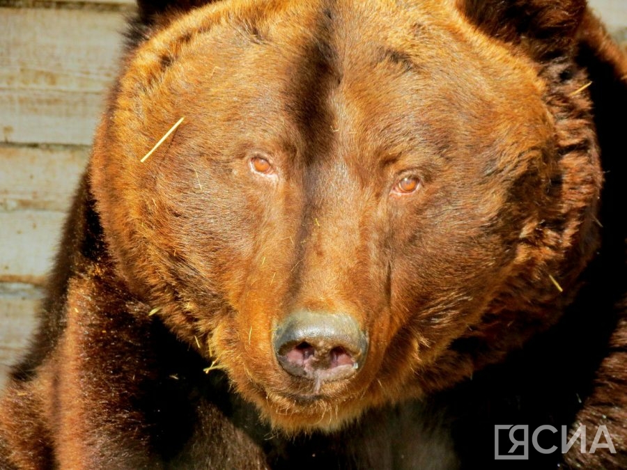 Жителей Якутии предупредили об опасности встречи с медведями