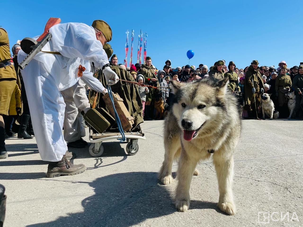 В Якутске прошли показательные выступления собак