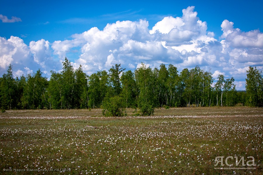 На охрану лесов в Якутии в 2024 году направят свыше 2,7 млрд рублей