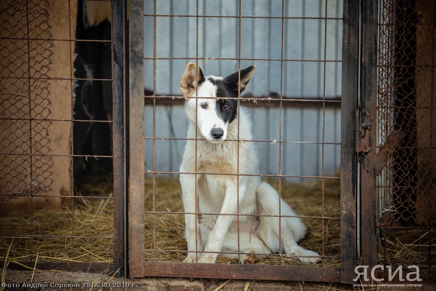 В Якутске за неделю отловили 50 безнадзорных собак