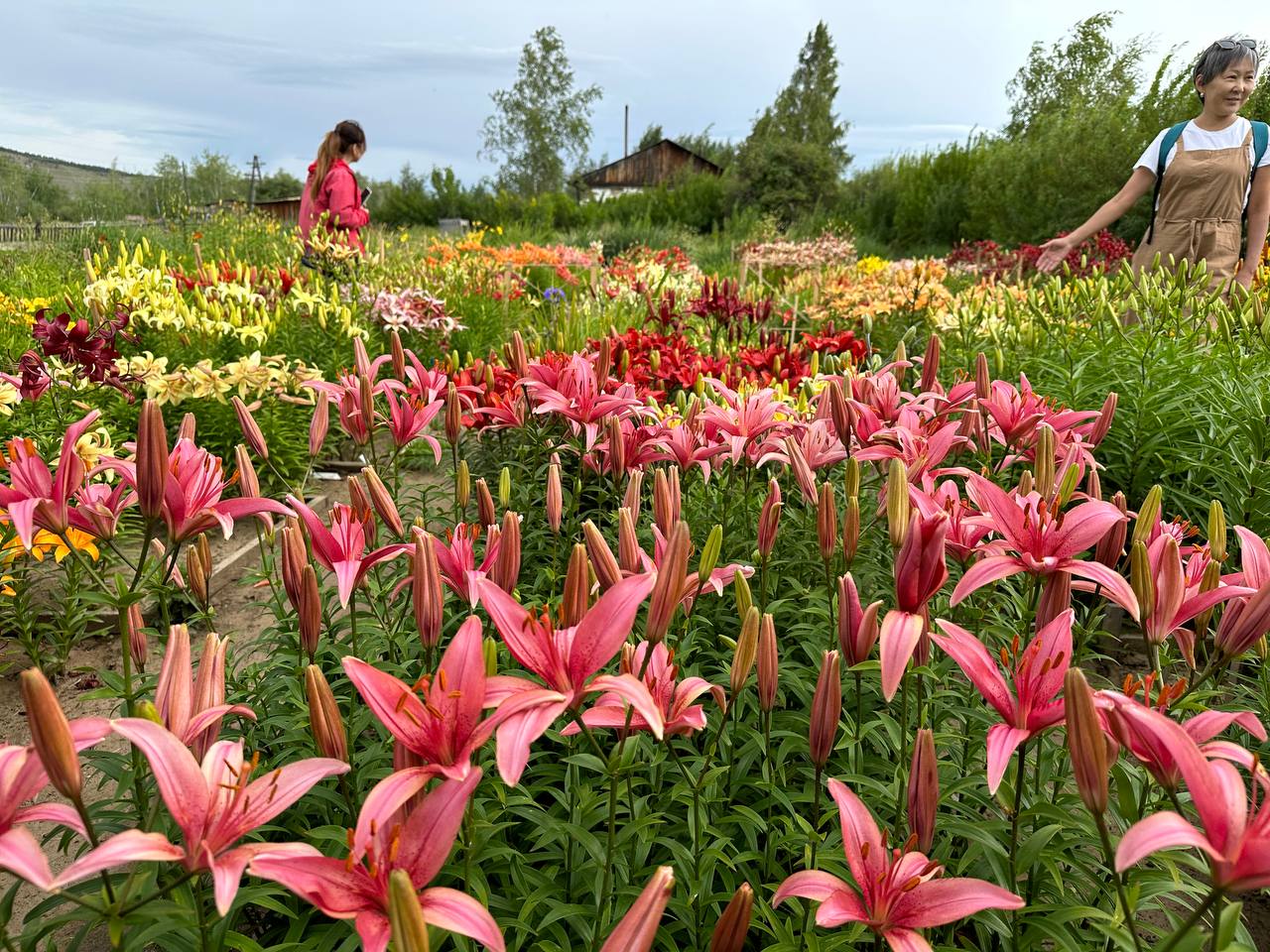 В Якутске началось массовое цветений лилий