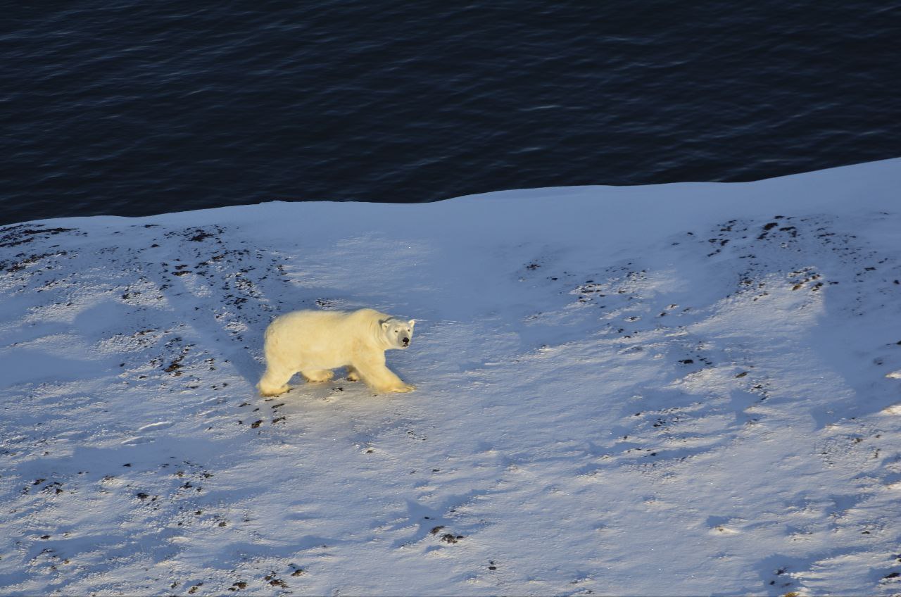 Авиамониторинг популяции белого медведя провели в заповеднике «Медвежьи острова» в Якутии