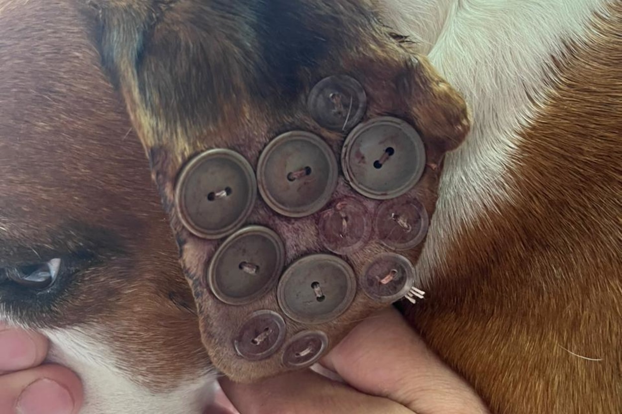 Шарик после операции собачье. Прошивание ушной гематомы у собаки. Гематома ушной раковины у собак. Человек собака операция.
