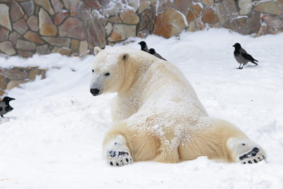 День рождения якутской белой медведицы Хаарчааны отметят в Ленинградском зоопарке — ЯСИА