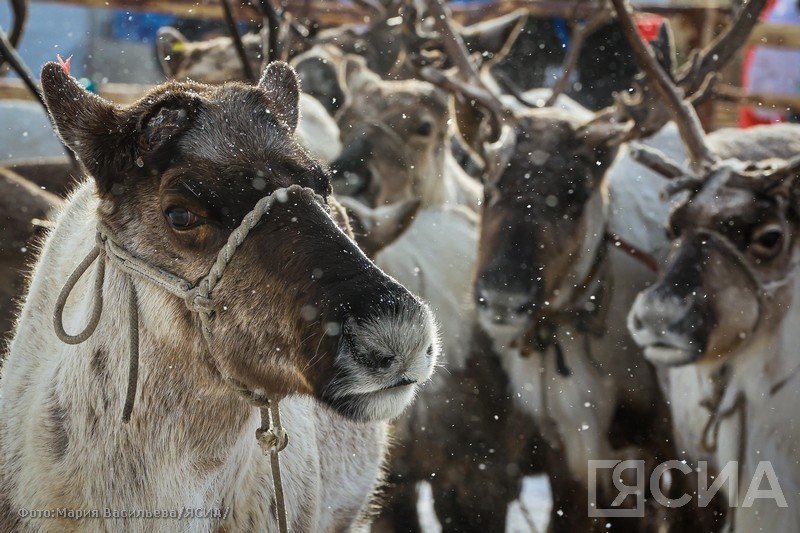 В Якутии оленеводческое хозяйство допустило нарушение ветеринарного законодательства