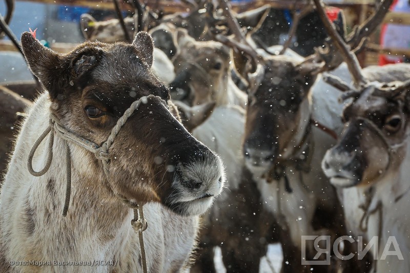 В Якутии началась осенняя корализация оленей