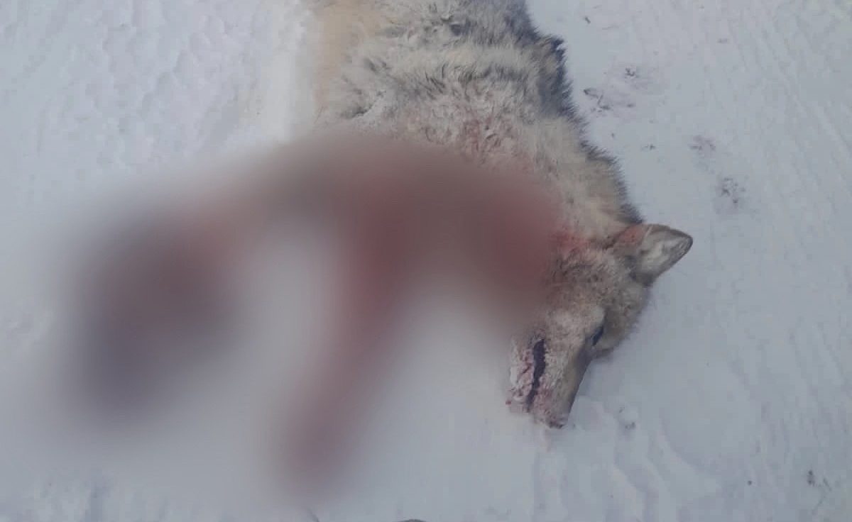 В 40 км от села Бярийе добыли волка. Ранее в деревню заходила целая стая
