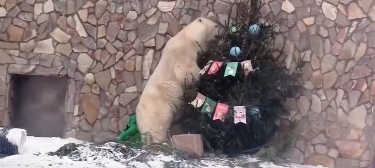Видеофакт: вольер белой медведицы Хаарчааны украсили новогодней елкой с игрушками