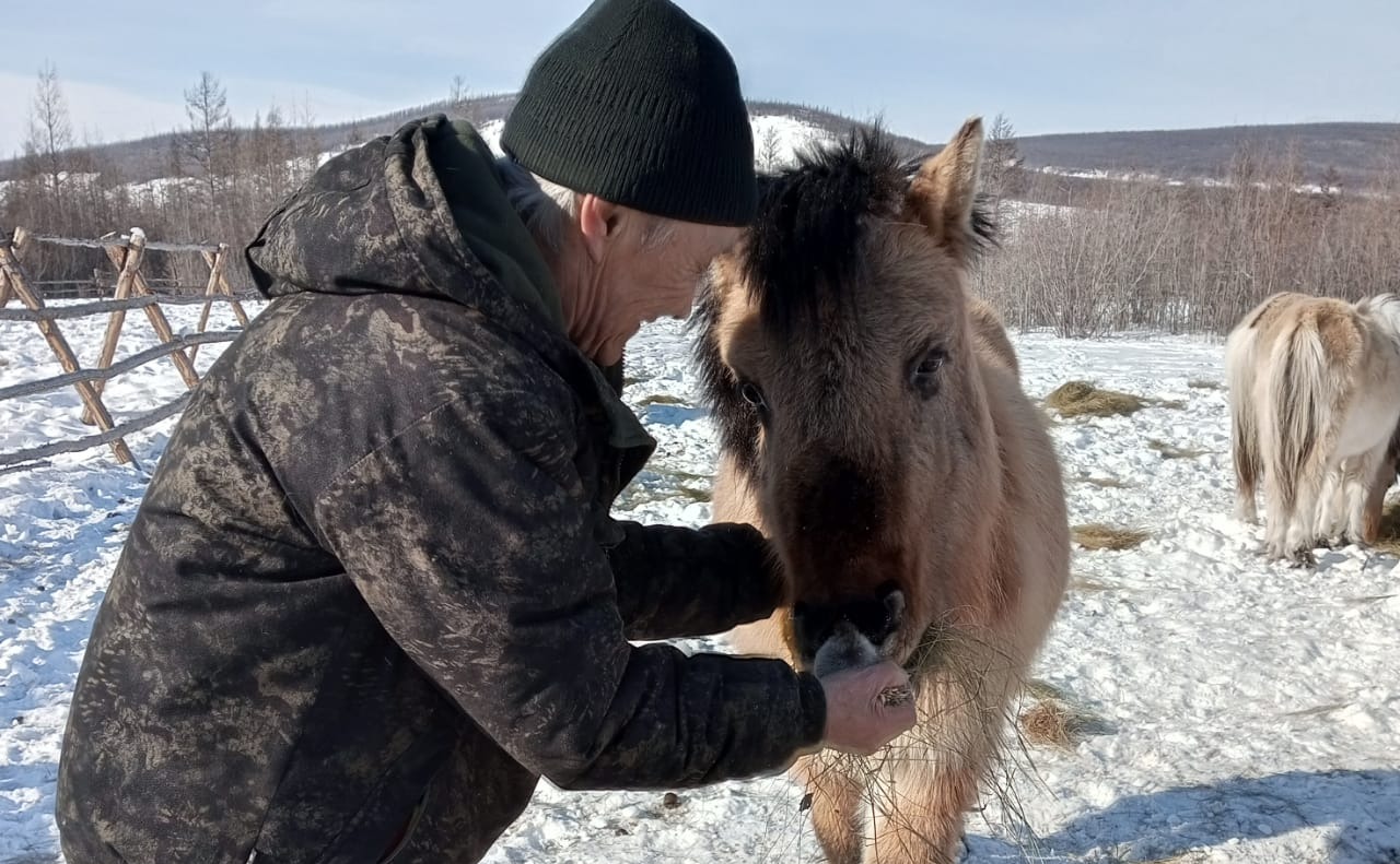 Пенсионер из Оймяконского района благодаря соцконтракту стал коневодом