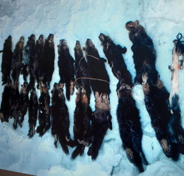 В Якутии браконьер добыл 32 соболя при помощи капканов