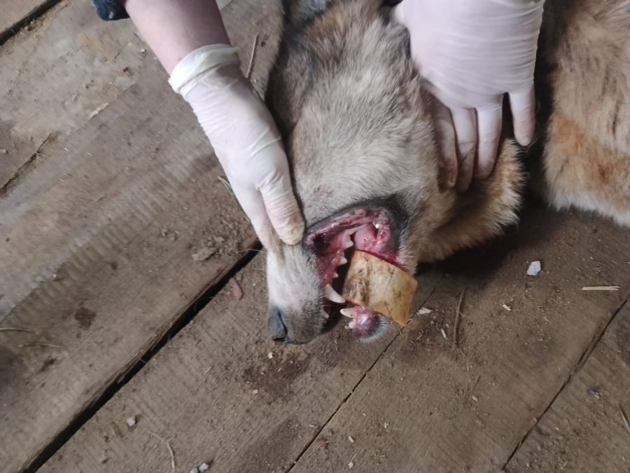 В Якутии ветеринары помогли собаке, в пасти которой застряла кость