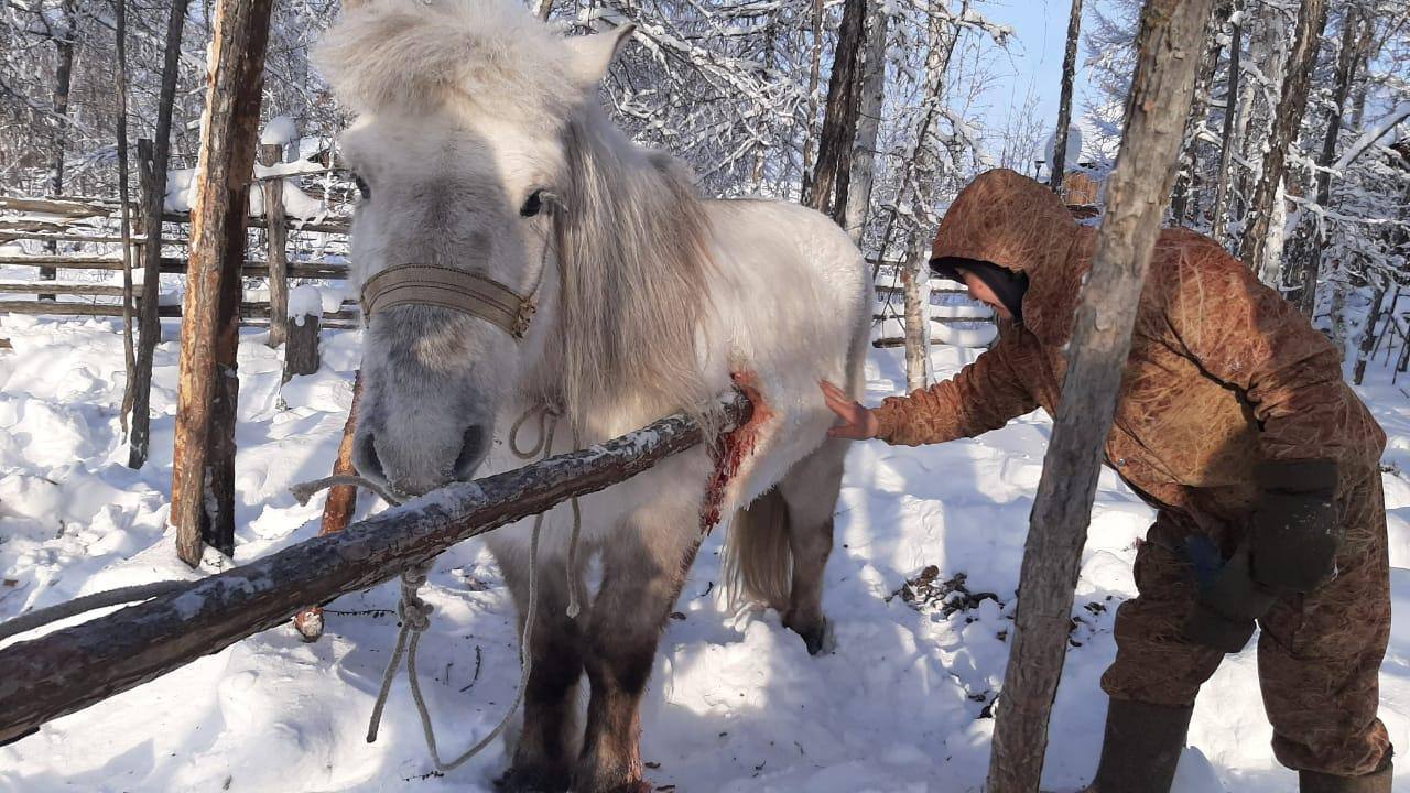 В Якутии ветеринары спасли раненую лошадь, которая напоролась на кол дерева