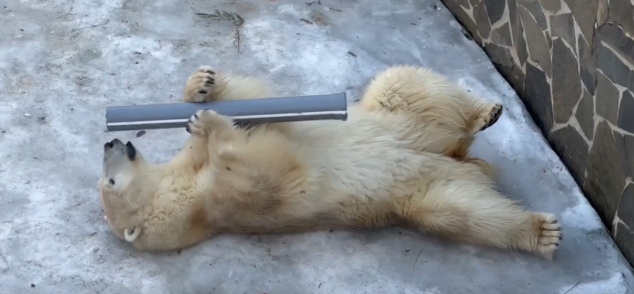 Ленинградский зоопарк показал, как белая медведица Хаарчаана играет с новым подарком