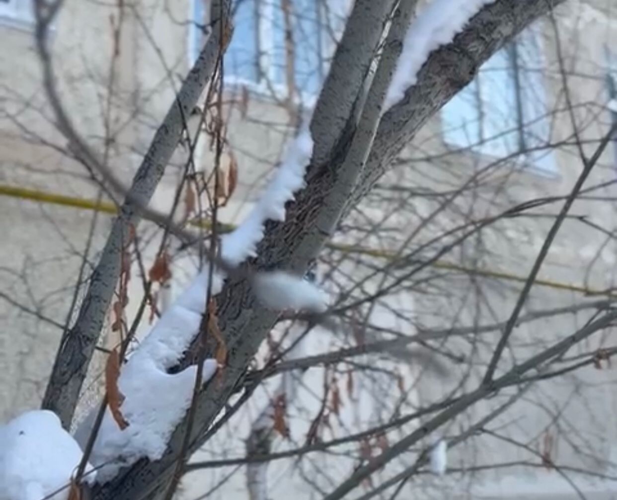 Видеофакт: жители Якутска заметили вербу, распустившуюся в начале марта