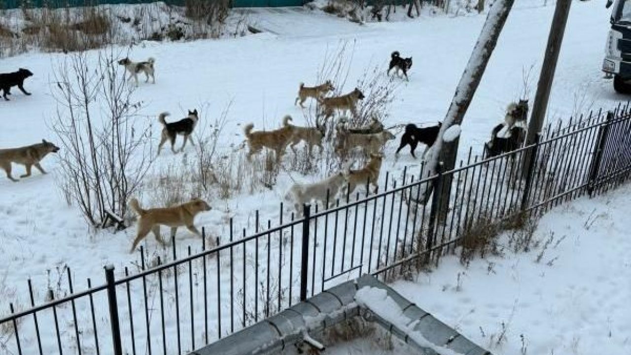 Сотни бродячих собак терроризируют якутский город Олекминск — ЯСИА